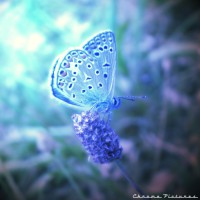 /album/i-dont-now/papillon-bleu-jpg/